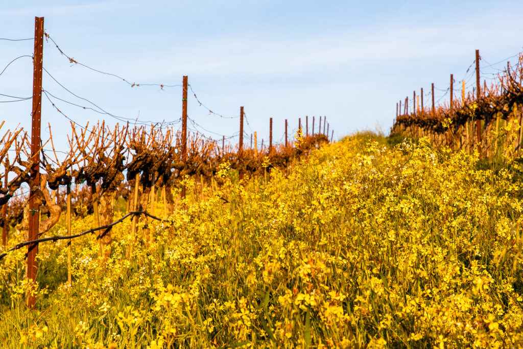 Mustard cover crop, Veeder Ridge