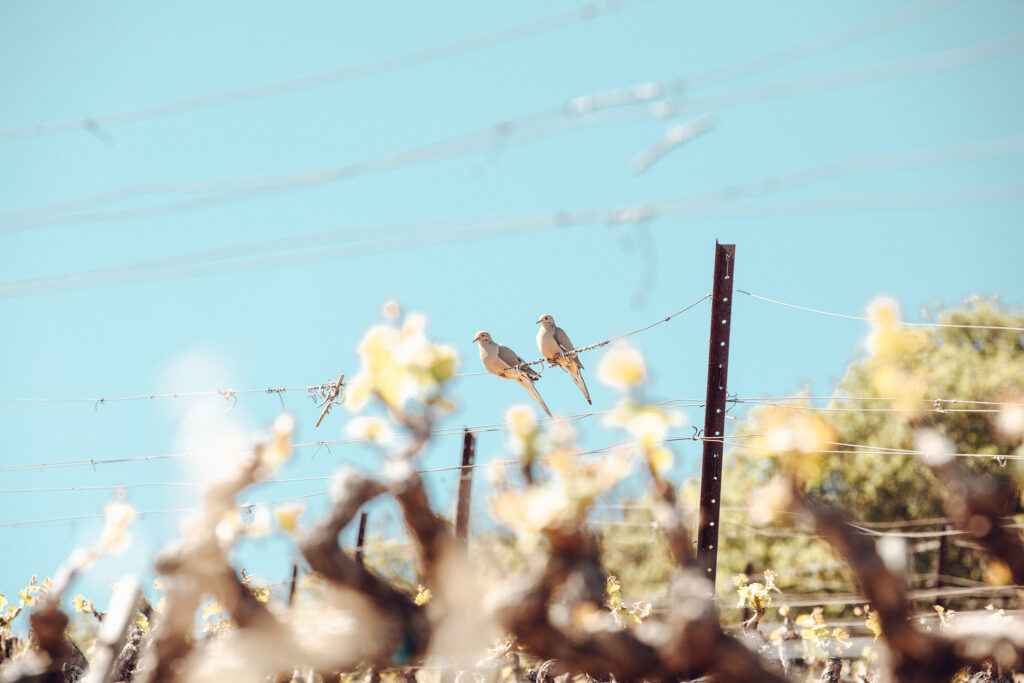 Doves on the wires, Veeder Ridge