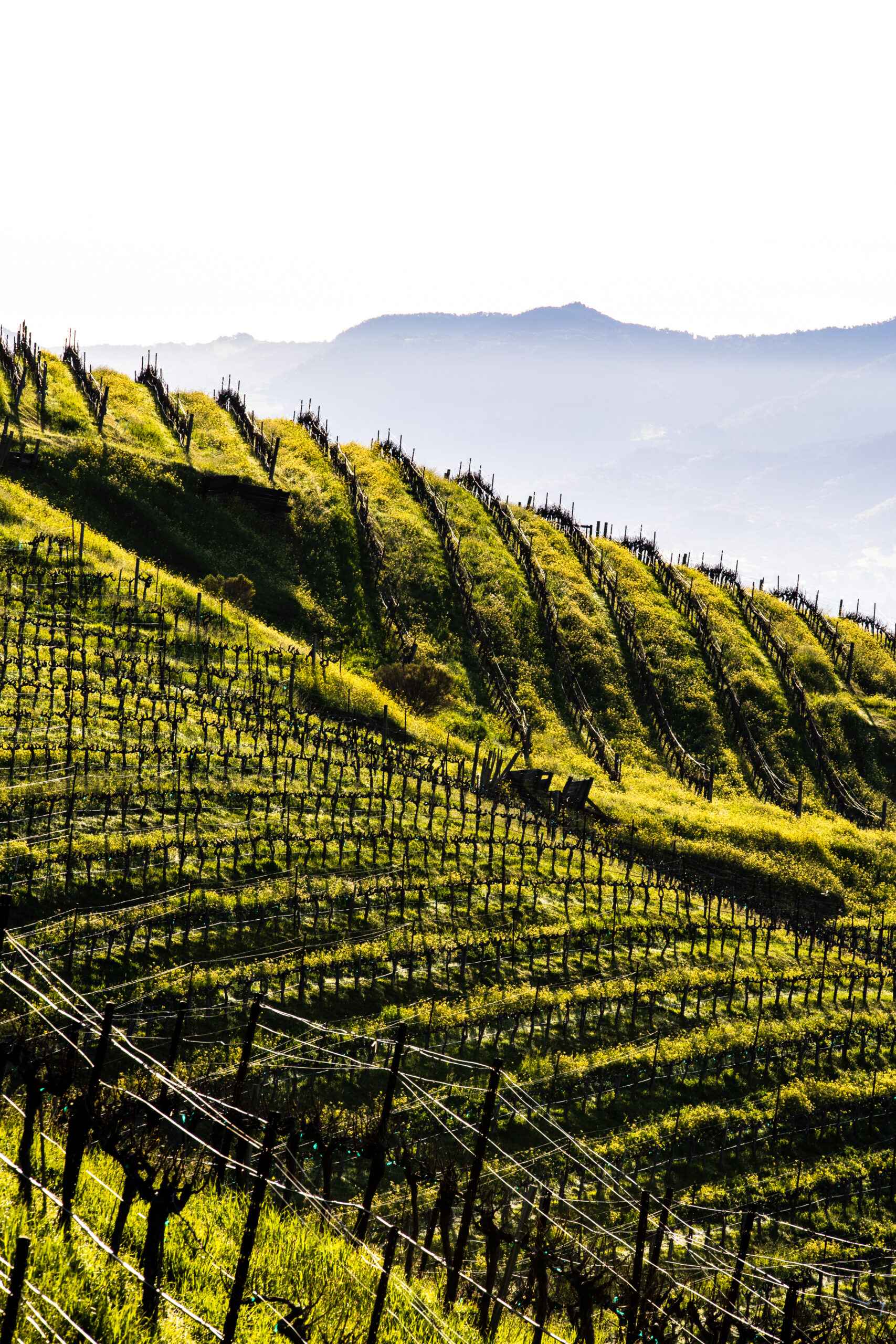 Sloping Rows on the South Side of Veeder Ridge
