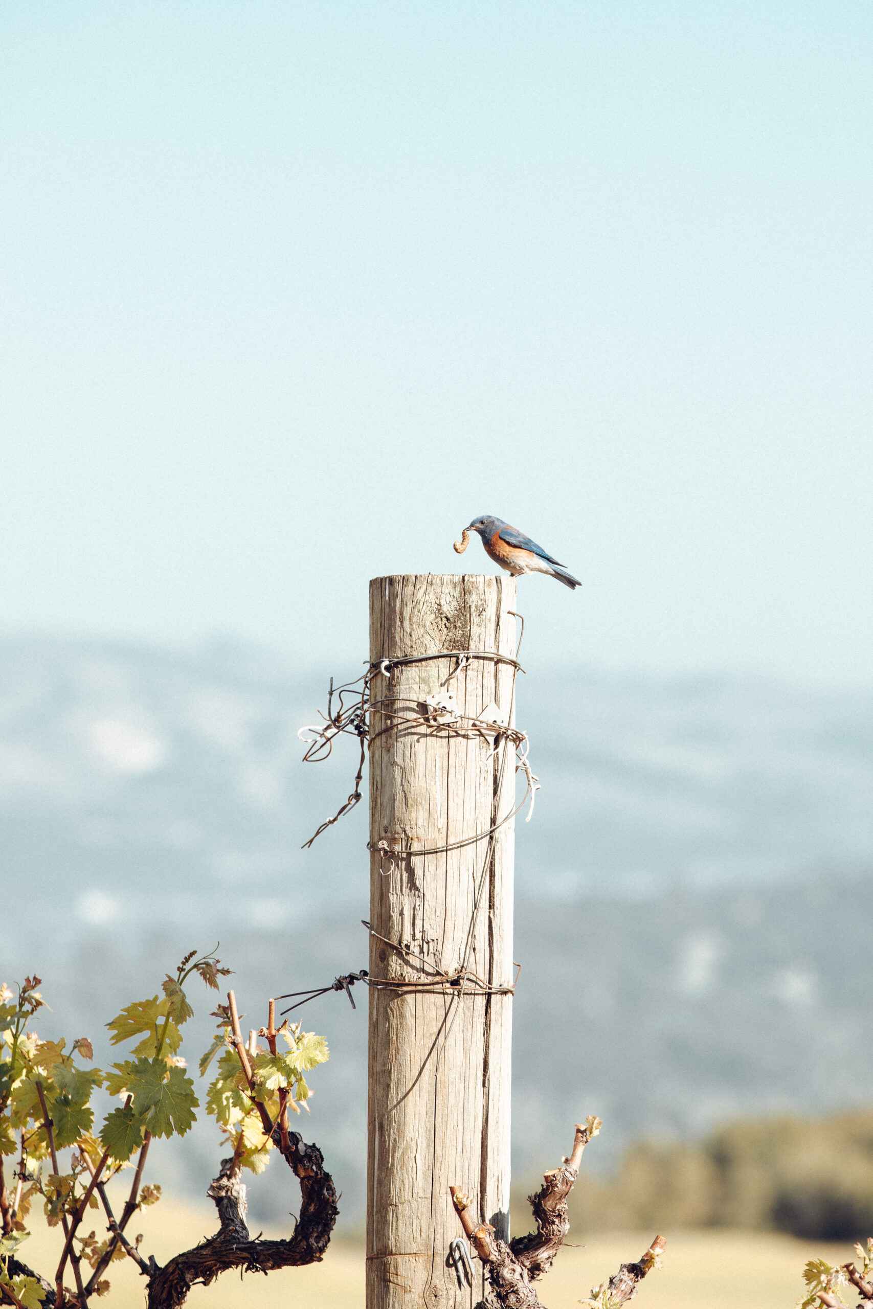 Bird with Worm Sitting on a Fencepost