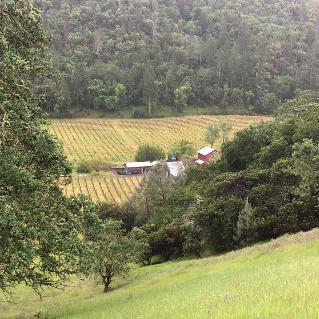 Our Calistoga home nestled among the vines in Horns Canyon