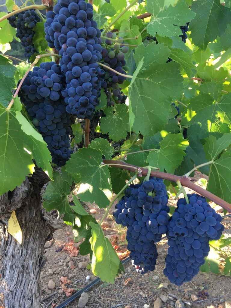 Petite Sirah clusters are large and dense.